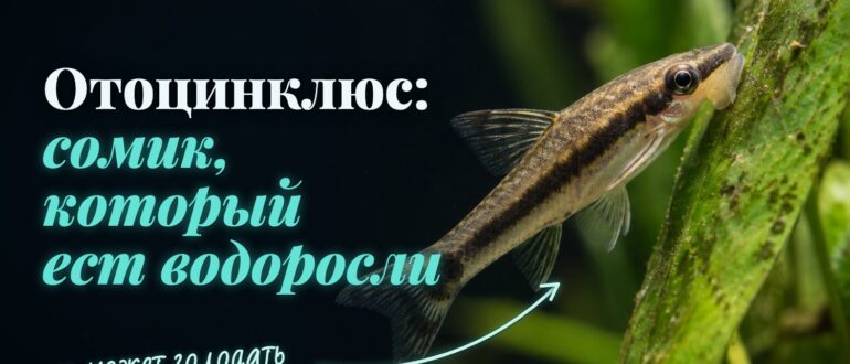 Отоцинклюс на листе растения: рот-присоска счищает налёт водорослей