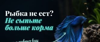 Рыбка не обращает внимания на корм: отказ от еды - сигнал проверить условия
