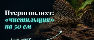 Парчовый сом птеригоплихт: пятнистый узор и спинной плавник-парус