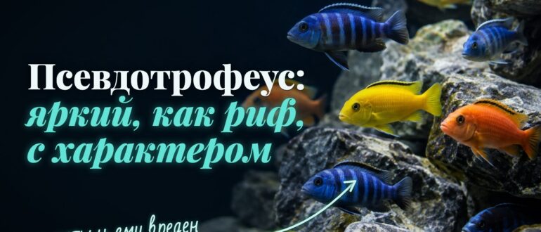 Псевдотрофеусы у камней: в природе они живут среди скал озера Малави