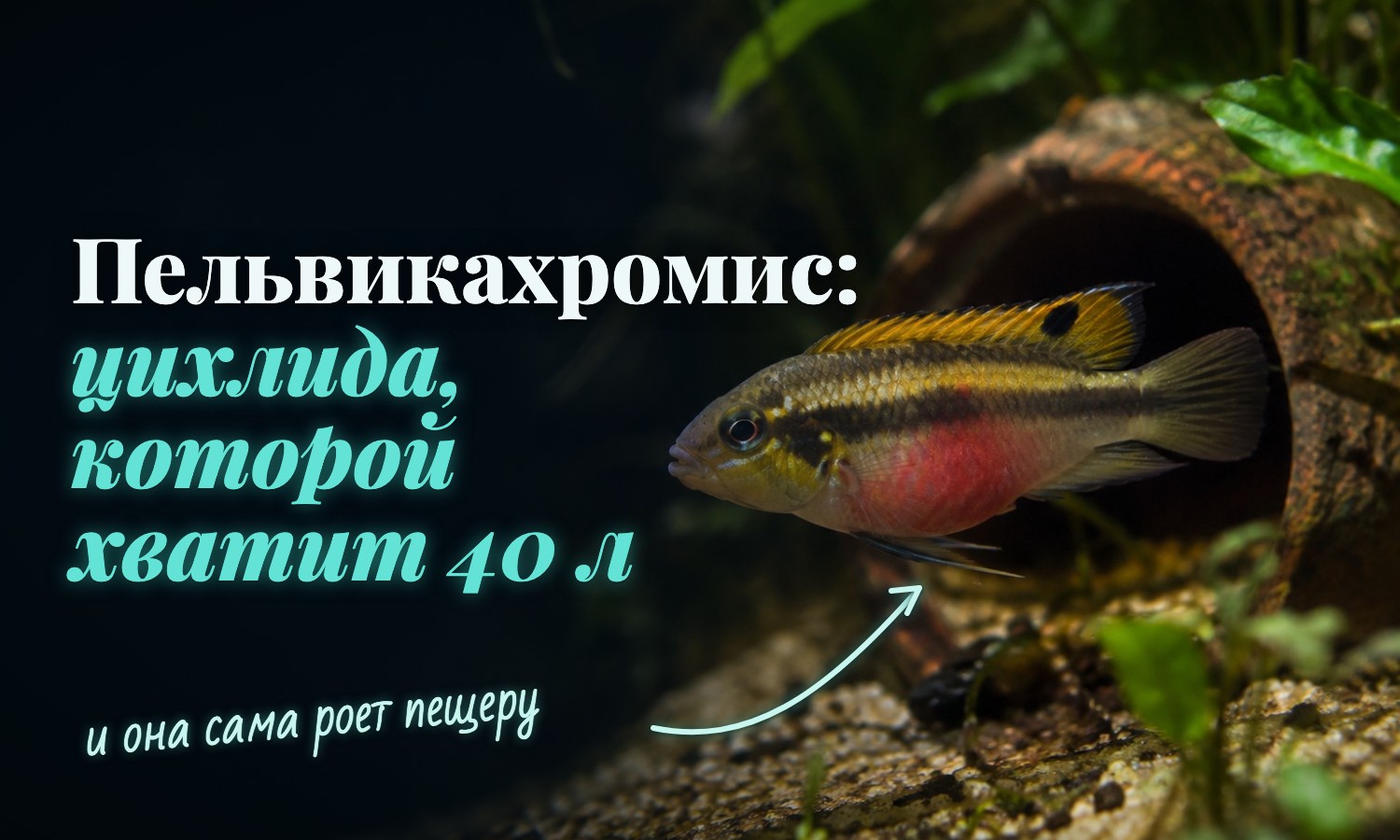 Самка пельвикахромиса у пещеры: у самок красное брюшко и они ярче самцов