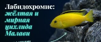 Лабидохромис еллоу: ярко-жёлтое тело и чёрная полоса на спинном плавнике