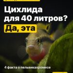 Цихлида для 40 литров? Да, эта 4 факта о пельвикахромисе