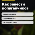Как завести попугайчиков: какая вода нужна, с кем уживаются, как отличить самку
