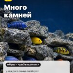 Правило 1: Много камней, у каждого самца свой грот