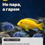 Правило 3: Не пара, а гарем, агрессия делится между самками