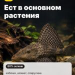 Факт 3: Ест в основном растения, кабачки, шпинат, спирулина