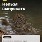 Факт 4: Нельзя выпускать, в Азии он стал инвазивным видом