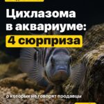 Цихлазома в аквариуме: 4 сюрприза о которых не говорят продавцы