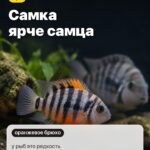 Сюрприз 2: Самка ярче самца, у рыб это редкость