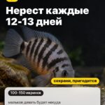 Сюрприз 3: Нерест каждые 12-13 дней, мальков девать будет некуда