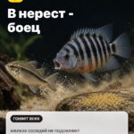 Сюрприз 4: В нерест - боец, мелких соседей не подселяют