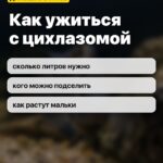 Как ужиться с цихлазомой: сколько литров нужно, кого можно подселить, как растут мальки