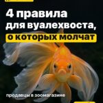 4 правила для вуалехвоста, о которых молчат продавцы в зоомагазине