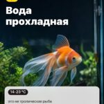 Правило 3: Вода прохладная, это не тропическая рыба