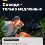 Правило 4: Соседи - только медленные, быстрые рыбы обкусают хвост