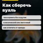 Как сберечь вуаль: чем кормить без вздутия, классический или ленточный, как отличить от оранды